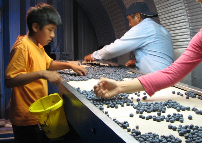 A farmworkerchild checke blueberries insode a cooler