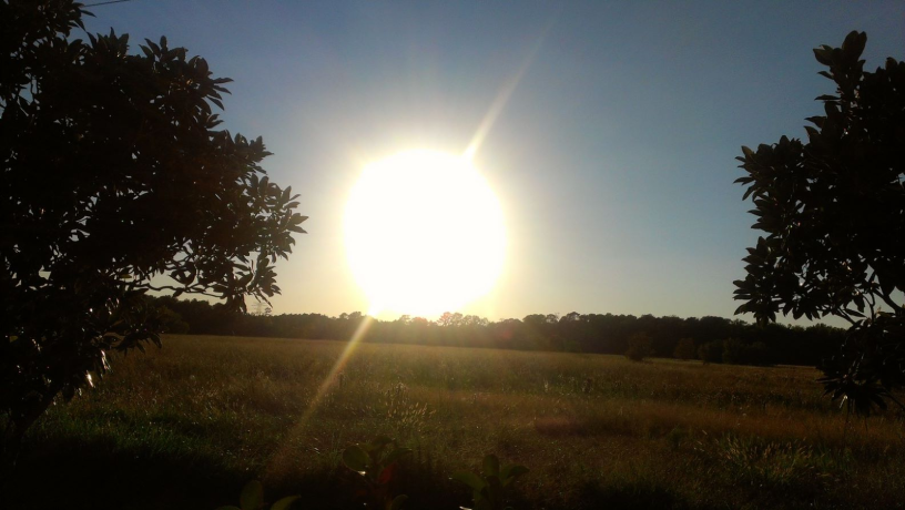 The sun glares brightly into the camera across what appears to be a field of wheat. The field is ringed with trees, and there are two trees on either side of the photo.