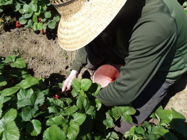 A picker in long sleeves and black jeans, gloves, and wide-brimmed straw hat kneels on the ground to pick a ripe strawberry.